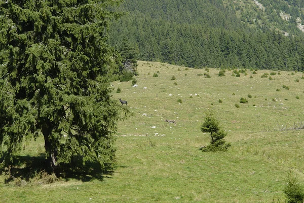 Paisajes Idílicos Alrededor Las Montañas Piatra Craiului Ubicadas Los Cárpatos — Foto de Stock