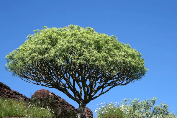 Zdobyte Rośliny Tenerife — Zdjęcie stockowe