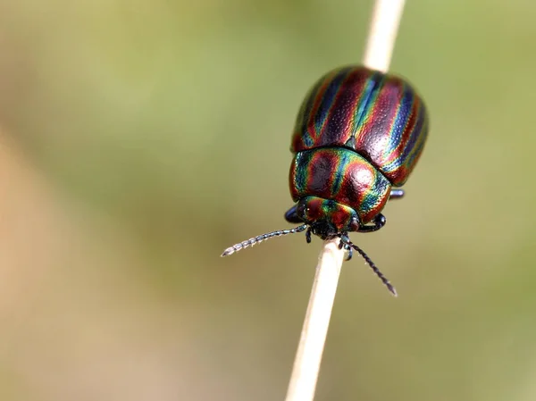虹色の葉甲虫 クリソリナ セリアリス — ストック写真