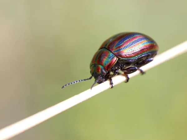 Chrząszcz Tęczowy Chrysolina Cerealis — Zdjęcie stockowe