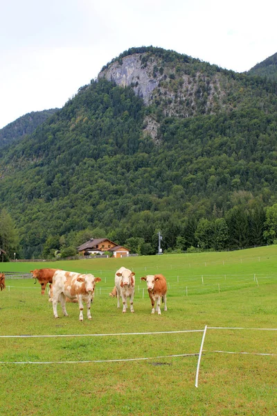 Vacas Paisagem Natural Foco Seletivo — Fotografia de Stock