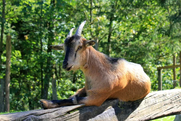 Detailní Záběr Zvířat Zoologické Zahradě — Stock fotografie