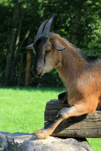 Zbliżenie Zwierząt Zoo — Zdjęcie stockowe