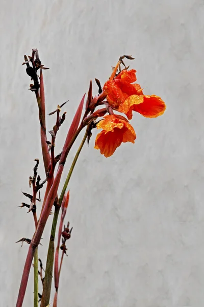 Красиві Маки Квіти Фоні — стокове фото