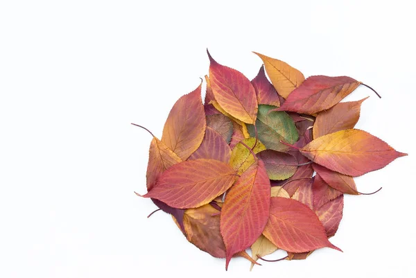 Autumn Leaves Fall Season Flora Foliage — Stock Photo, Image