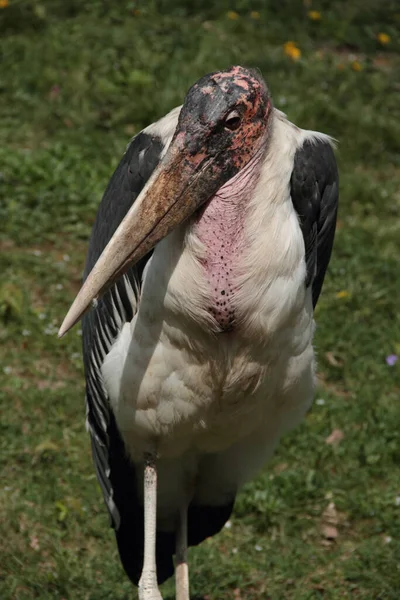 Malowniczy Widok Piękny Ptak Marabou — Zdjęcie stockowe