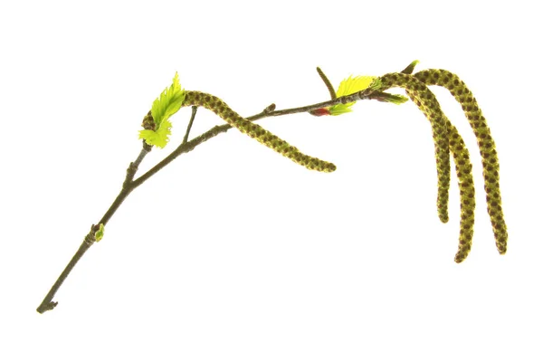 开花的桦树枝条 在白色背景前豁免 — 图库照片