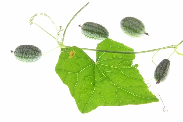 Mexican Sour Cucumber Melothria Scabra Vine Leaves Fruits White Background — Stock Photo, Image