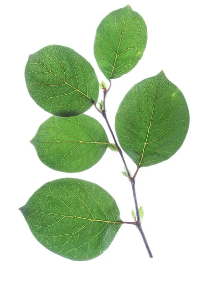 Pequeña Rama Con Hojas Quince Cidonia Oblonga Lanzada Ante Fondo — Foto de Stock