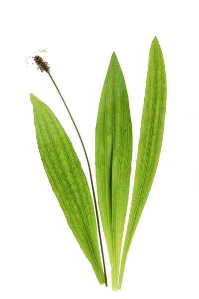 Groblad Plantago Lanceolata Och Blommor Isolerade Mot Vit Bakgrund — Stockfoto
