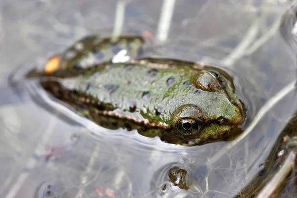 Metamorfoz Içindeki Genç Teichfrosch — Stok fotoğraf