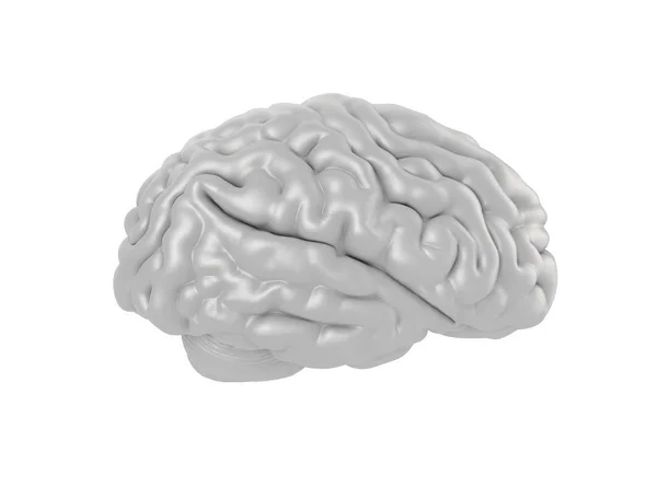 Human Brain Isolated White Background — Stock Photo, Image