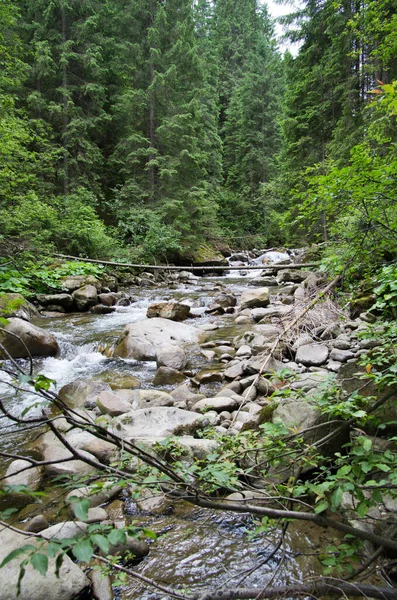 森の中の澄んだ小川のカスケード — ストック写真