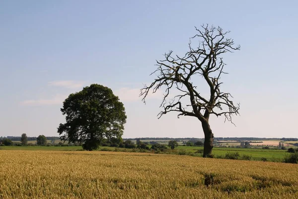 Beautiful View Nature Scene — Stock Photo, Image