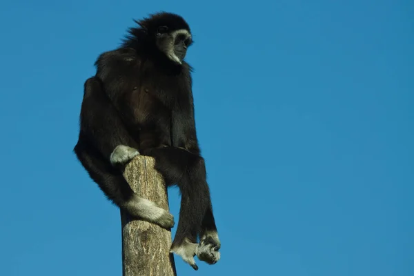 Gibbon Mano Blanca Negra Sobre Lar Post Hilobato — Foto de Stock
