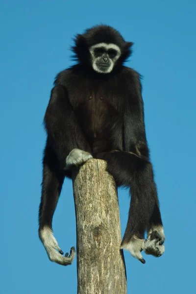 Gibbon Noir Main Blanche Sur Mât Hylobates Lar — Photo