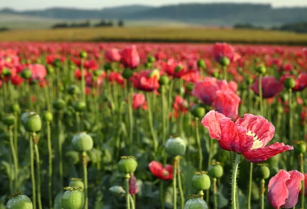 Vista Cerca Hermosas Flores Amapola Silvestre — Foto de Stock