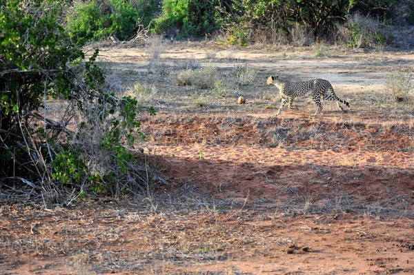 Cheetah Savana — Fotografia de Stock