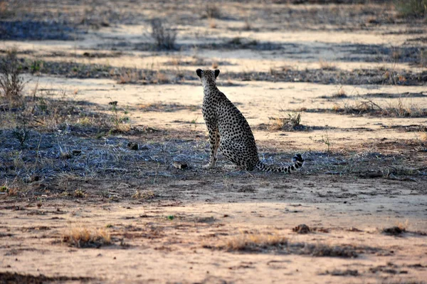 Cheetah Savana — Fotografia de Stock