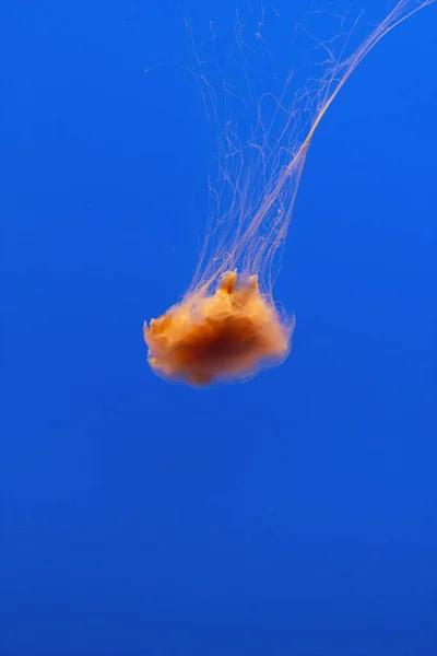Medúza Kék Tengerben — Stock Fotó