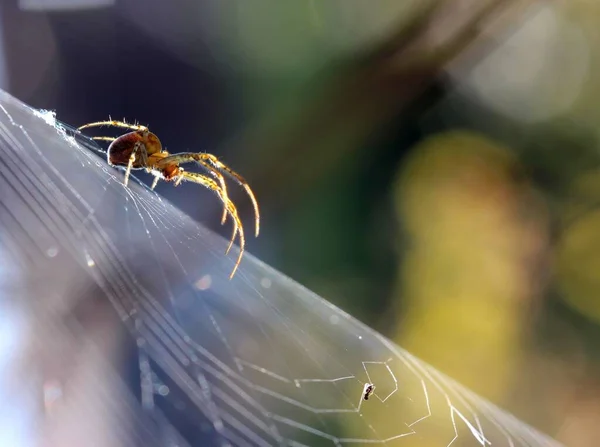 Autumn Spider Metellina Segmentata Backlit — kuvapankkivalokuva