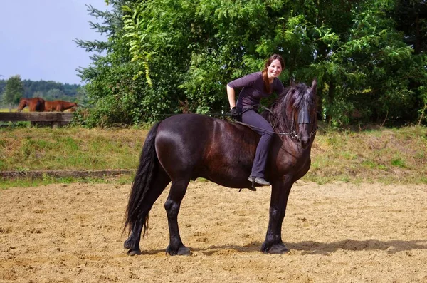 Ecuación Caballo Frio Verano — Foto de Stock