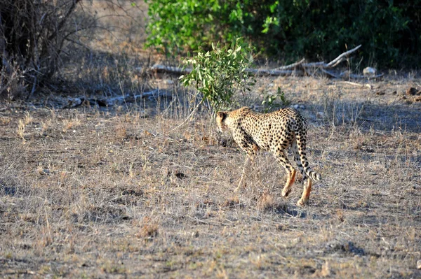 Scenic Kilátás Állat Növényvilág Savannah — Stock Fotó