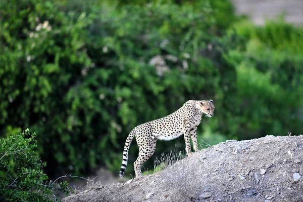 Hayvanat Bahçesi Savannah Bitkisinin Manzarası — Stok fotoğraf