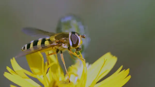 Common Fieldfly Eupodes Corolla — Stock Photo, Image