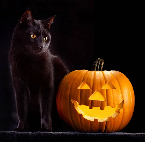 Halloween pumpkin and black cat scary spooky and creepy horror holliday superstition evil animal and jack lantern