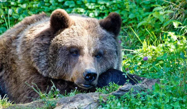 茶色のクマの動物 グリズリー — ストック写真