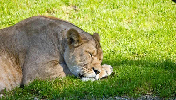 Roofdier Leeuwenkattenjager — Stockfoto