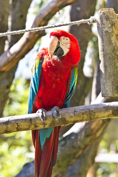 Malerischer Blick Auf Den Schönen Papageienvogel — Stockfoto