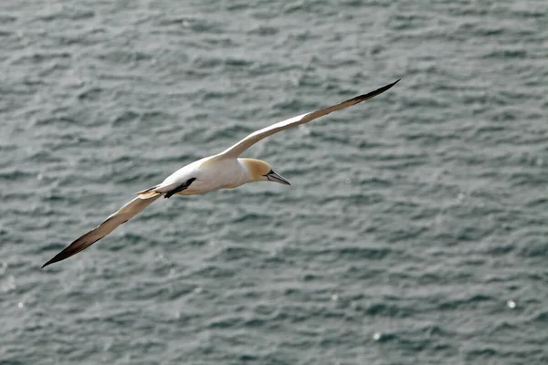 Helgoland Deki Kuş Kayası Üssünde — Stok fotoğraf