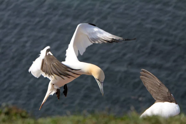 Gannets Bird Rock Helgoland — стоковое фото