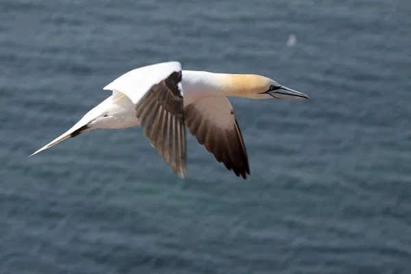 Alcatraces Roca Del Pájaro Helgoland —  Fotos de Stock