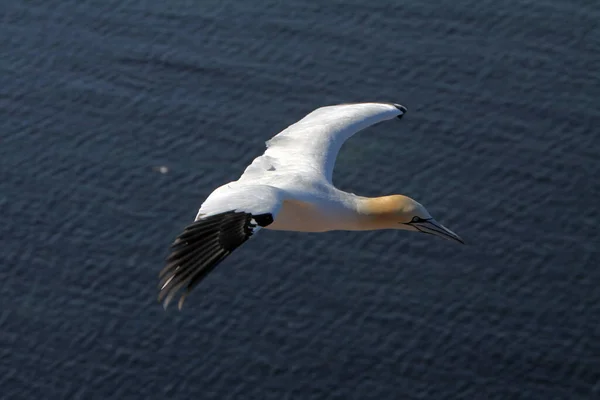 Gannets Bird Rock Hiligoland — стоковое фото