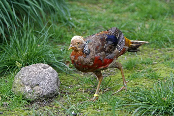 scenic view of pheasant bird