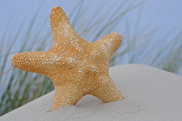 Marine Starfish Aquatic Creature — Stock Photo, Image