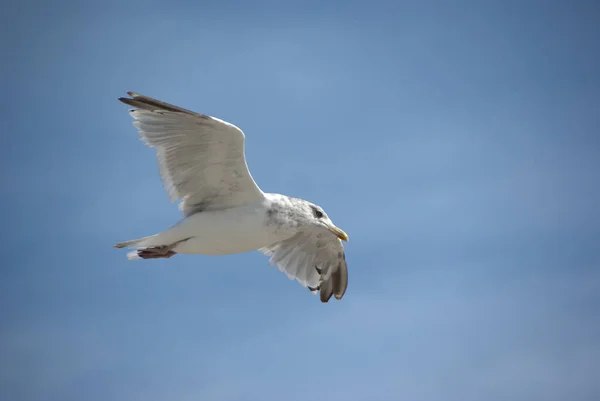 Seagull Flight — Stock Photo, Image