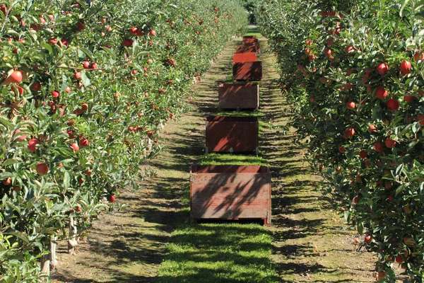 リンゴの果樹園での摘み取りのための果物 — ストック写真