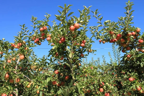 Fruit Ripe Picking Apple Orchard — Stock Photo, Image