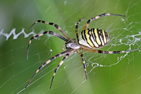 Zebraspinne Nebezpečný Pavouk Přírodě — Stock fotografie