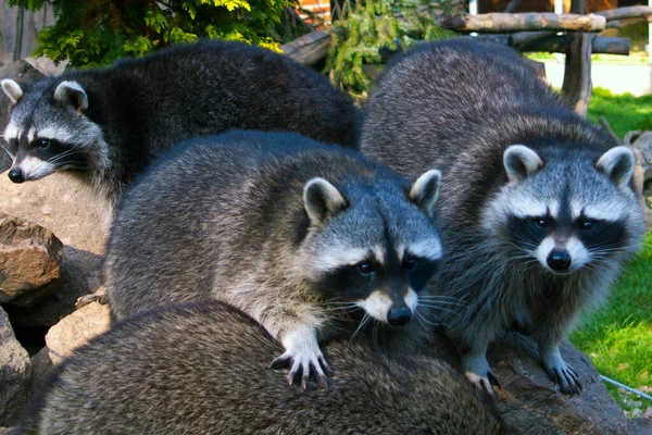 Raccoon Urso Animal Mamífero Roedor — Fotografia de Stock