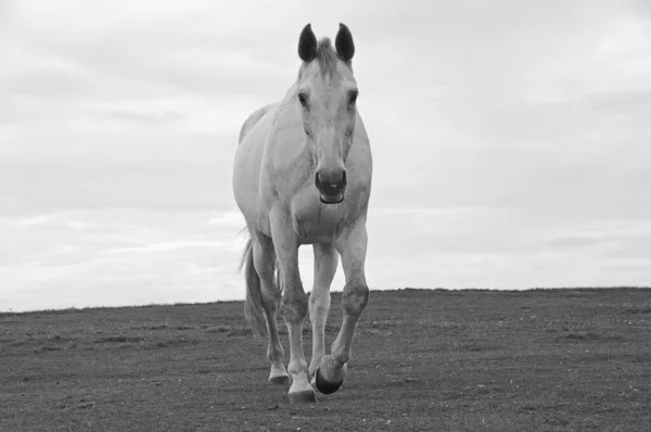 Roztomilý Kůň Divoké Přírodě — Stock fotografie