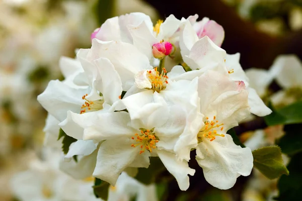 Primer Plano Las Flores Manzana Cálido Sol Tarde Primavera Por —  Fotos de Stock