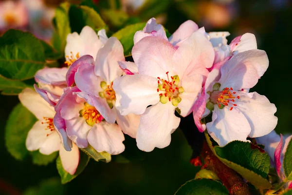 Close Apple Flowers Warm Evening Sun Spring Beckingen Saarland Germany — Stockfoto