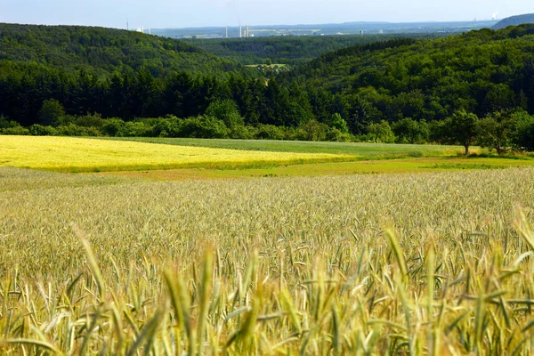 Cebada Cereales Grano Agrícola — Foto de Stock