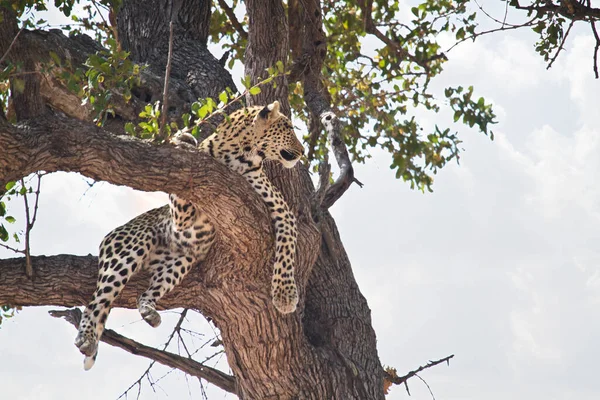 Leopardo Cacciatore Grande Gatto — Foto Stock
