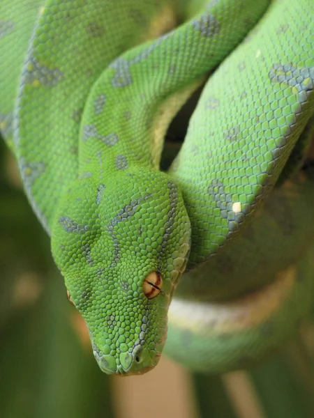 Piedra Árbol Verde Serpiente — Foto de Stock